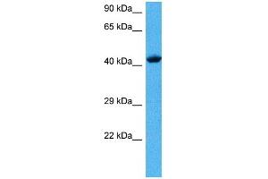 Host:  Mouse  Target Name:  TFAP2A  Sample Tissue:  Mouse Heart  Antibody Dilution:  1ug/ml (TFAP2A Antikörper  (C-Term))