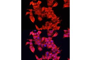 Immunofluorescence analysis of HeLa cells using  Polyclonal Antibody (ABIN6129956, ABIN6136944, ABIN6136945 and ABIN6221849) at dilution of 1:100 (40x lens). (DAO Antikörper  (AA 20-300))