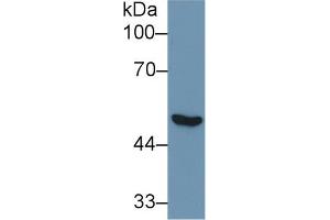 Western Blot; Sample: Human Lung lysate; Primary Ab: 1µg/ml Rabbit Anti-Human NNE Antibody Second Ab: 0. (ENO1 Antikörper  (AA 78-241))
