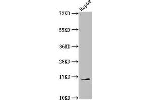 Western Blot Positive WB detected in: HepG2 whole cell lysate All lanes: TAC1 antibody at 1:2000 Secondary Goat polyclonal to rabbit IgG at 1/50000 dilution Predicted band size: 16, 14, 12 kDa Observed band size: 16 kDa (TAC1 Antikörper  (AA 20-129))