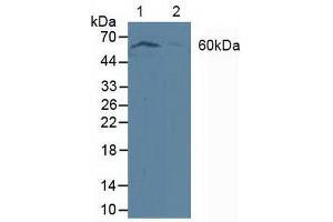 Figure. (PDPK1 Antikörper  (AA 83-338))