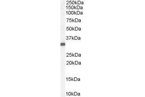 ABIN185206 (0. (VDAC2 Antikörper  (C-Term))