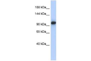 WB Suggested Anti-VPS54 Antibody Titration: 0. (VPS54 Antikörper  (N-Term))