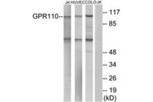 Western blot analysis of extracts from Jurkat/HuvEc/COLO cells, using GPR110 Antibody.