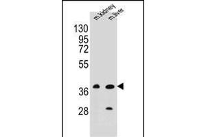 CELF6 Antikörper  (N-Term)