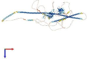 AlphaFold protein structure predicition of Mouse Recombinant Mprip Protein, UniprotID P97434 (MPRIP Protein (AA 1-1024) (His tag))