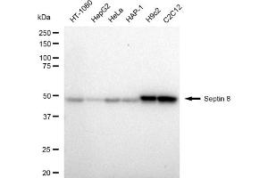 Western blotting analysis using Septin 8 antibody (ABIN7800297).