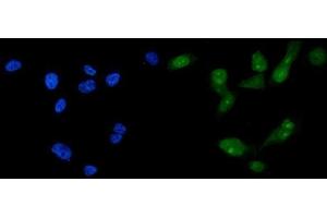 IF analysis of FOXA2 using anti-FOXA2 antibody (ABIN7600003).
