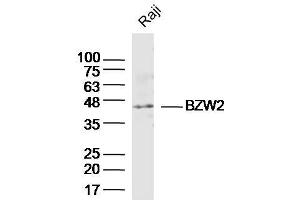 Raji lysates probed with BZW2 Polyclonal Antibody, Unconjugated  at 1:300 dilution and 4˚C overnight incubation.