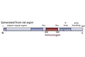 Image no. 2 for anti-Espin (ESPN) (AA 458-580) antibody (ABIN968627) (Espin Antikörper  (AA 458-580))