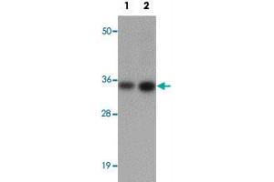 Western blot analysis of CALN1 in NIH/3T3 cell lysate with CALN1 polyclonal antibody  at (1) 1 and (2) 2 ug/mL.