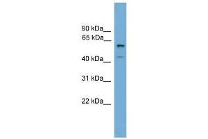 Mouse Thymus; WB Suggested Anti-Zscan12 Antibody Titration: 0. (ZSCAN12 Antikörper  (C-Term))