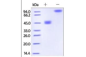Human GITR Ligand, Fc Tag on SDS-PAGE under reducing (R) and no-reducing (NR) conditions. (TNFSF18 Protein (AA 50-177) (Fc Tag))