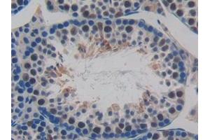 Detection of MCP2 in Mouse Testis Tissue using Polyclonal Antibody to Monocyte Chemotactic Protein 2 (MCP2) (CCL8 Antikörper  (AA 20-94))