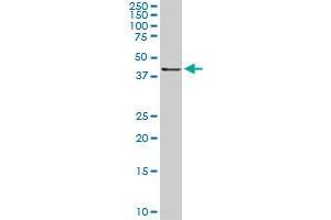 Viral Entry Inhibition (VEI) image for anti-Ras Association (RalGDS/AF-6) Domain Family (N-terminal) Member 8 (RASSF8) (AA 40-137) antibody (ABIN564885)