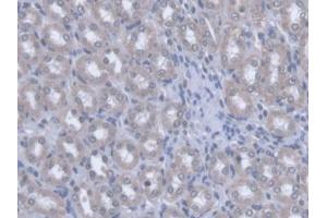 DAB staining on IHC-P; Samples: Rat Kidney Tissue (OPA3 Antikörper  (AA 1-200))