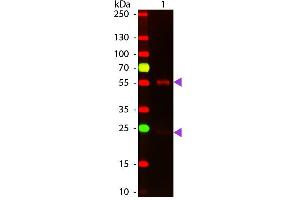 Western Blot of ATTO 647N conjugated Goat anti-Mouse IgG Pre-Adsorbed secondary antibody. (Ziege anti-Maus IgG (Heavy & Light Chain) Antikörper (Atto 647N) - Preadsorbed)