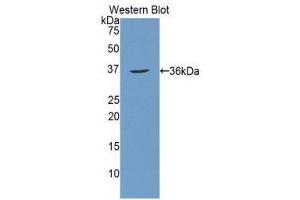Western Blotting (WB) image for anti-Carbonic Anhydrase 12 (CA12) (AA 25-302) antibody (ABIN1077897)