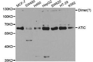 Western blot analysis of extracts of various cell lines, using ATIC antibody. (ATIC Antikörper  (AA 1-300))