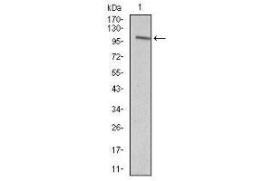 Image no. 1 for anti-Vav 1 Oncogene (VAV1) antibody (ABIN1490879) (VAV1 Antikörper)