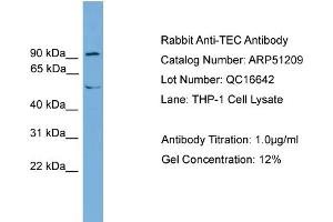 WB Suggested Anti-TEC  Antibody Titration: 0.