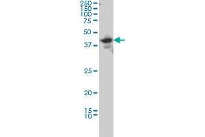 LIM Domain Binding 2 Protein Antikörper  (AA 1-373)