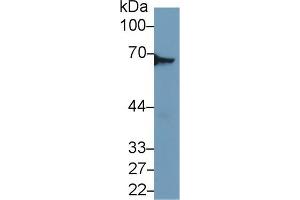 Western Blot; Sample: Mouse Lung lysate; Primary Ab: 1µg/ml Rabbit Anti-Mouse DPYSL3 Antibody Second Ab: 0. (DPYSL3 Antikörper  (AA 1-218))