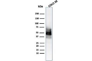 Western Blot Analysis of COLO-38 cell lysate usingSOX10 Mouse Monoclonal Antibody (SOX10/991). (SOX10 Antikörper  (AA 115-269))