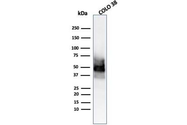 SOX10 抗体  (AA 115-269)