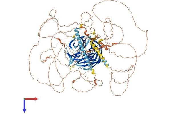 PALB2 Protein (AA 1-1104) (His tag)