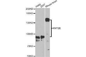 Western blot analysis of extracts of various cell lines, using KMT2E Antibody (ABIN5973619) at 1/1000 dilution. (MLL5/KMT2E Antikörper)