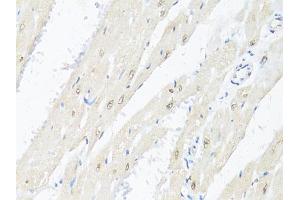 Immunohistochemistry of paraffin-embedded rat heart using RBFOX3 antibody (ABIN1874561) at dilution of 1:100 (40x lens). (NeuN Antikörper)