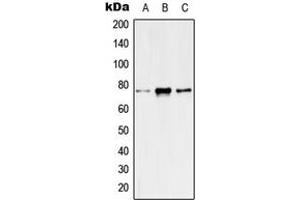 Western blot analysis of Kv7. (KCNQ4 Antikörper  (C-Term))