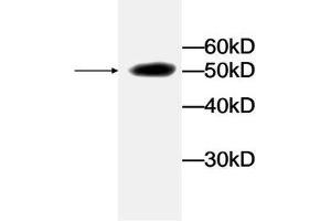 Western blot analysis of recombinant protein LDHA with LDHA Antibody at a dilution of 1:1000. (Lactate Dehydrogenase A Antikörper)