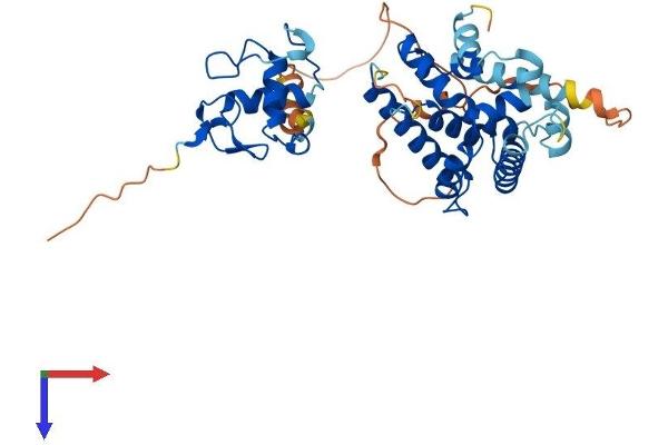 NR2E1 Protein (AA 1-385) (His tag)