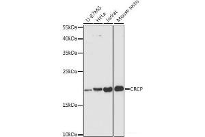 Western blot analysis of extracts of various cell lines using CRCP Polyclonal Antibody at dilution of 1:3000. (CRCP Antikörper)