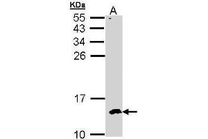 WB Image Sample (30 ug of whole cell lysate) A: Hep G2 , 15% SDS PAGE antibody diluted at 1:500 (CKS2 Antikörper  (C-Term))