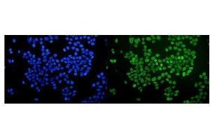 IF analysis of nmt55 p54nrb using anti-nmt55 p54nrb antibody (ABIN6719600). (NONO Antikörper  (N-Term))
