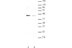 KLF6 pAb tested by Western blot. (KLF6 Antikörper  (Internal Region))