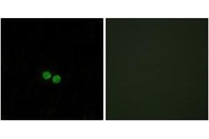 Immunofluorescence analysis of HepG2 cells, using CDC25C (Ab-48) Antibody. (CDC25C Antikörper  (AA 14-63))