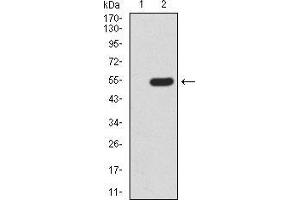 Western Blotting (WB) image for anti-Methyl CpG Binding Protein 2 (MECP2) (AA 7-148) antibody (ABIN5542475)
