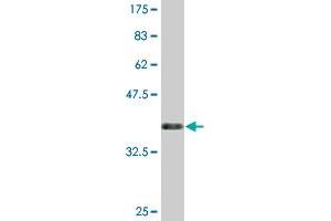 Western Blot detection against Immunogen (36. (CLEC10A Antikörper  (AA 70-169))