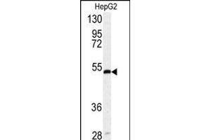 Western blot analysis of SERPINH1 antibody (Center) (ABIN391548 and ABIN2841497) in HepG2 cell line lysates (35 μg/lane). (SERPINH1 Antikörper  (AA 169-196))
