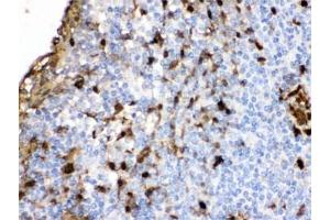 IHC testing of FFPE human tonsil with S100A9 antibody. (S100A9 Antikörper  (AA 2-114))