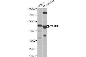 Western blot analysis of extracts of various cell lines, using TRAF4 antibody (ABIN2560520) at 1:1000 dilution. (TRAF4 Antikörper)