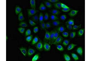 Immunofluorescence (IF) image for anti-Guanine Nucleotide Binding Protein (G Protein), beta 5 (GNB5) (AA 1-353) antibody (ABIN7154745)