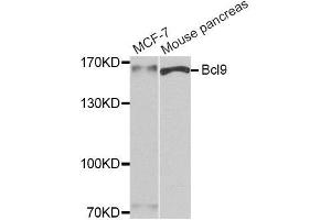 Western blot analysis of extracts of MCF7 and mouse pancreas cell lines, using Bcl9 antibody. (BCL9 Antikörper)