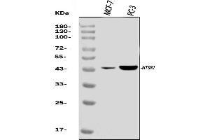 Western blot analysis of Neurotensin Receptor 1/NTSR1 using anti-Neurotensin Receptor 1/NTSR1 antibody (ABIN7600109).