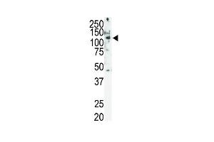 Western blot analysis of Ret Antibody (C-term ) (ABIN392039 and ABIN2841807) in SKBR3 cell lysate. (Ret Proto-Oncogene Antikörper  (C-Term))