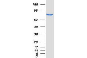 Validation with Western Blot (ASCC2 Protein (Myc-DYKDDDDK Tag))